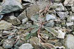 Gueldenstaedtia himalaica
